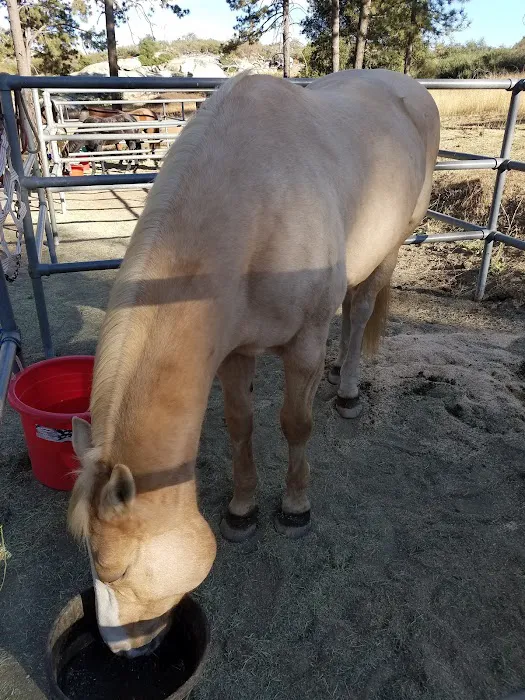 Los Vaqueros Group Horse Camp 3