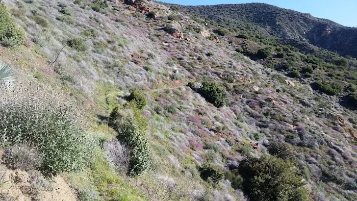 Sespe Camp 3