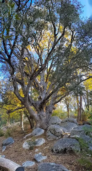 Camp Emerson BSA Reserve 7