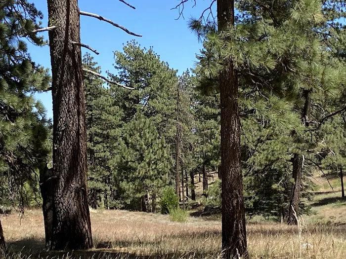 Thomas Mountain Campground 1