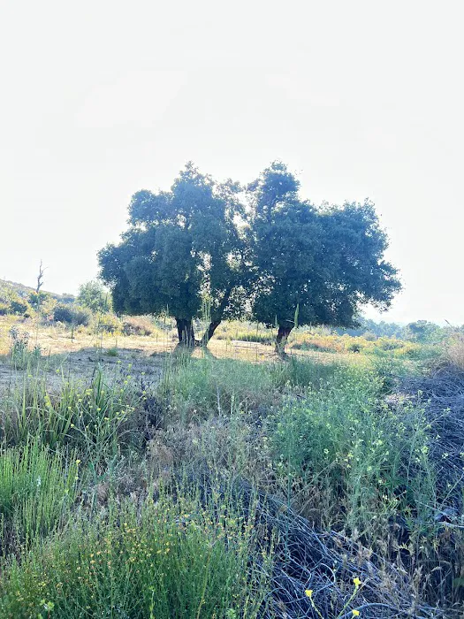 Shalom Eretz 6