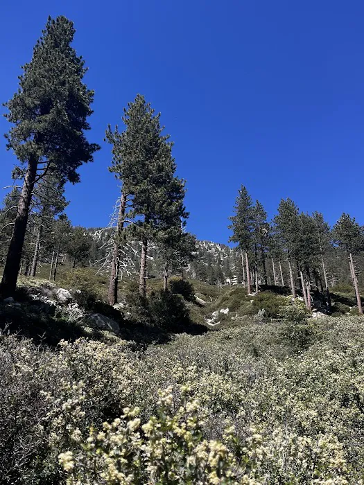 Halfway Camp 8