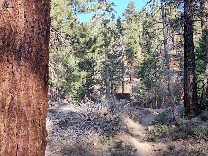 Mission Springs PCT Trail Camp 2