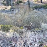 Mission Springs PCT Trail Camp