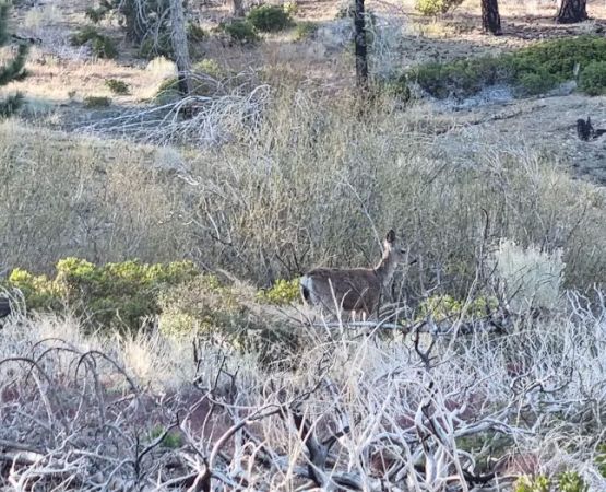Mission Springs PCT Trail Camp