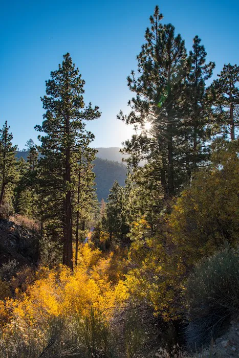 Coon Creek Yellow Post Sites 3