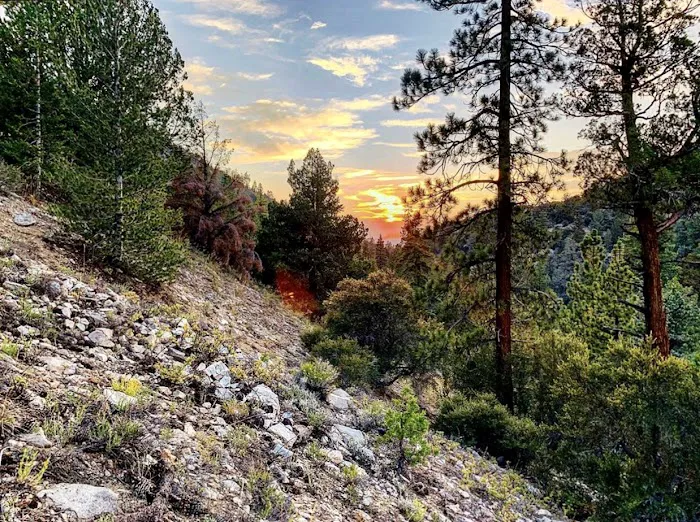 Coon Creek Yellow Post Sites 0