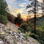 Coon Creek Yellow Post Sites