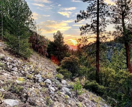 Coon Creek Yellow Post Sites