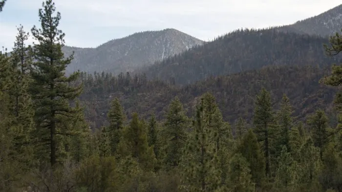 Coon Creek Yellow Post Sites 9
