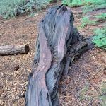 イエロー・ポスト #25