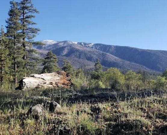 Lobo Group Campground