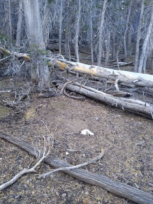 Jackstraw Springs 0