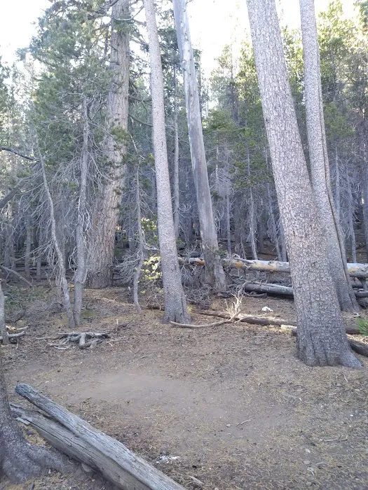 Jackstraw Springs 6
