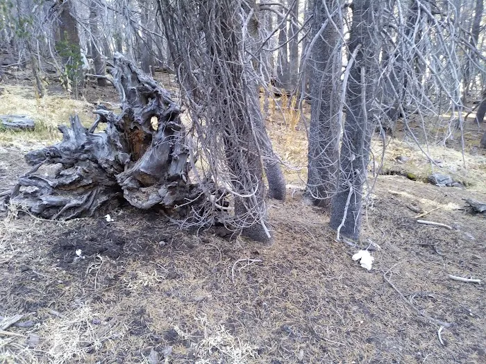 Jackstraw Springs 8