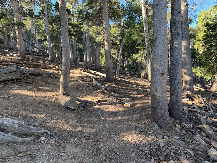 Jackstraw Springs 9