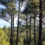 Black Canyon Campground - Upper (recgovnpsdata)