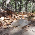 Sunny Flat Campground