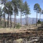 Rustler Park Campground