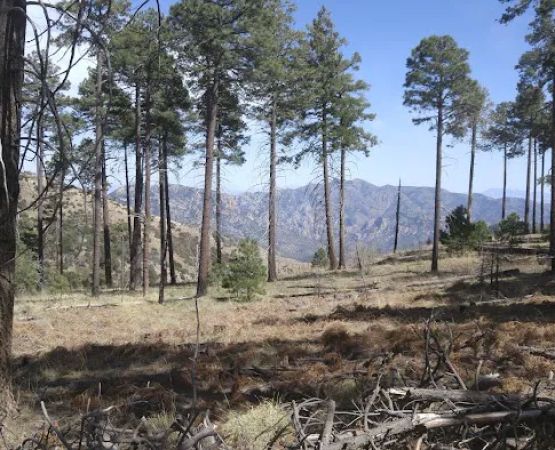 Rustler Park Campground