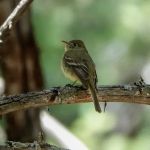 Pinery Canyon Campground