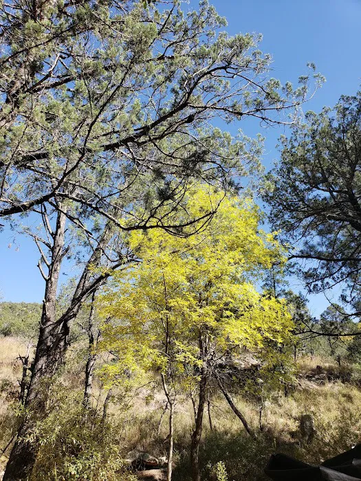 Sycamore Campground 9
