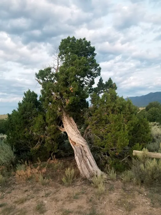 Cebolla Mesa Campground 1