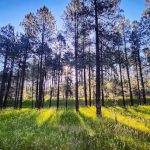 San Antonio Campground