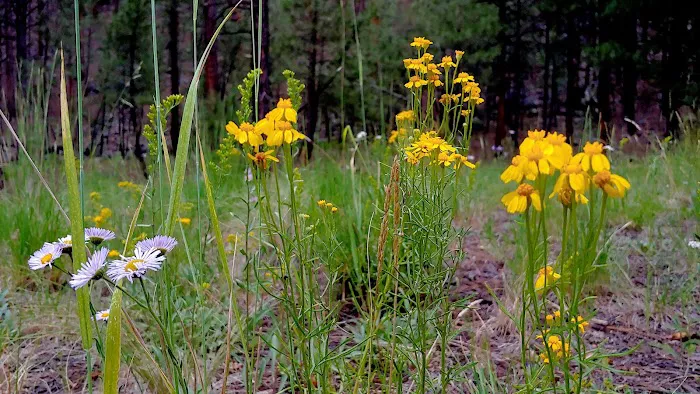 Jemez Falls Campgrounds 4