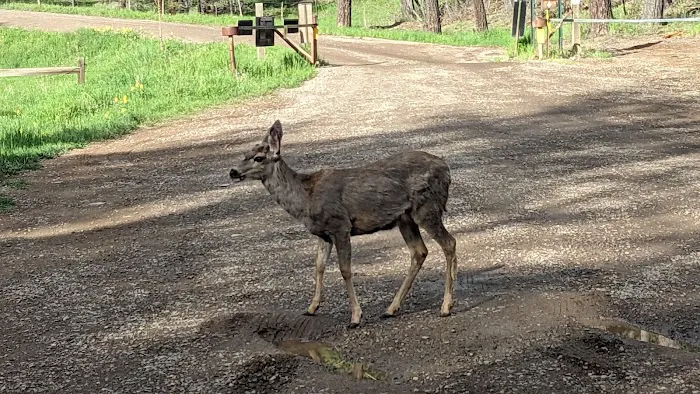 Iron Gate Campground 5