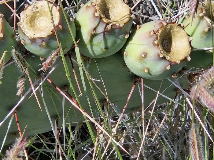 Cochiti Rec Area, Juni Loop 8