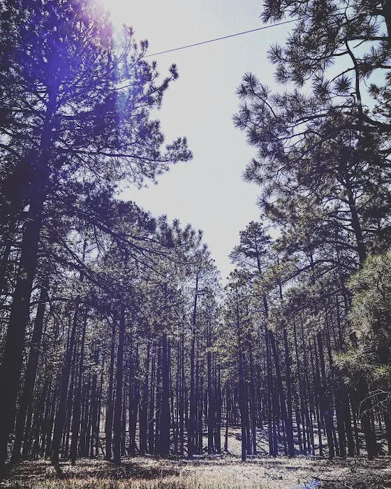 Ponderosa Group Campground 3