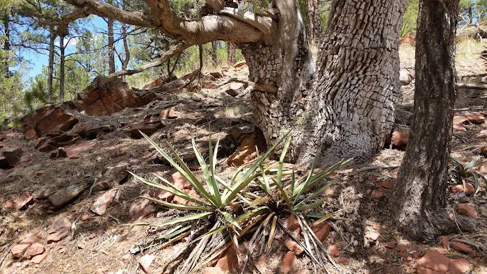 Mt Taylor Ranger District 9