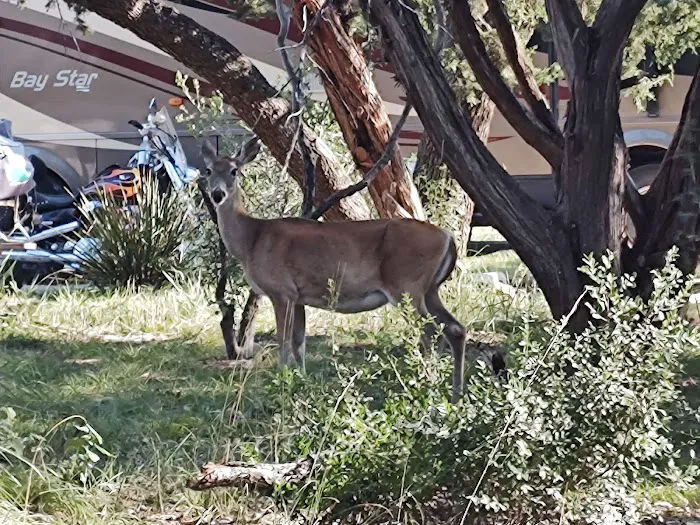 Thousand Trails Medina Lake (RV Campground) 1