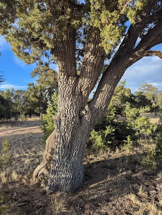 Jackson Park Campground 9