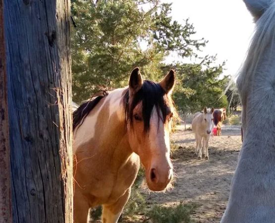 TLC Ranch