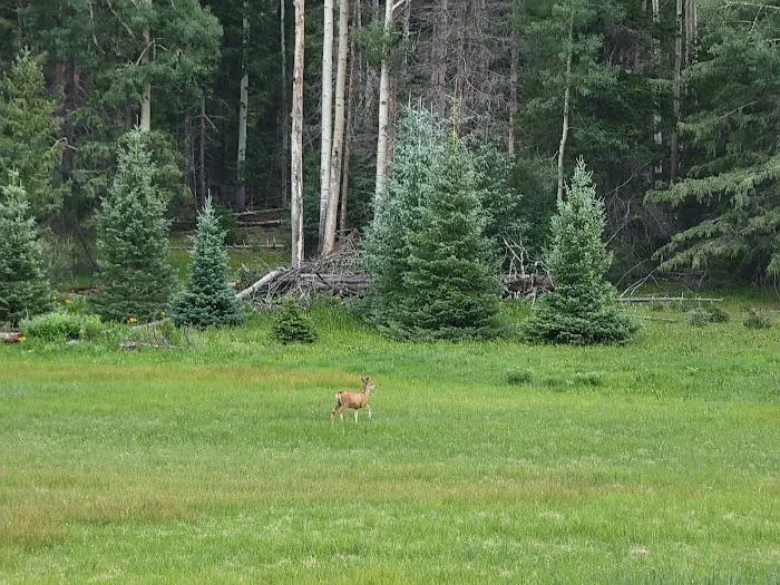 Hannagan Campground 1
