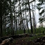 Hannagan Meadow Recreation Area (recgovnpsdata)