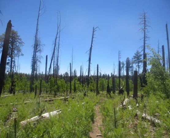 Steeple/Foote Creek Trailhead (recgovnpsdata)