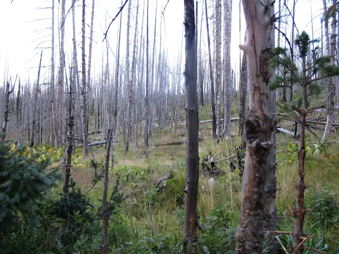 Steeple/Foote Creek Trailhead (recgovnpsdata) 5