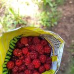 Hannagan Snowmobile Trailhead (recgovnpsdata)