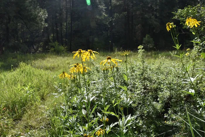Buffalo Crossing Campground 1