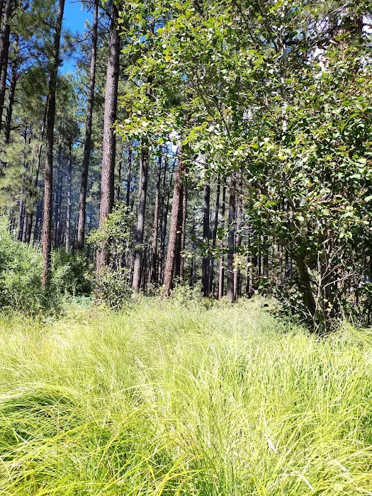 Horse Springs Campground 5