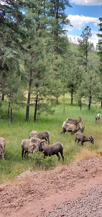 Horse Springs Campground 4