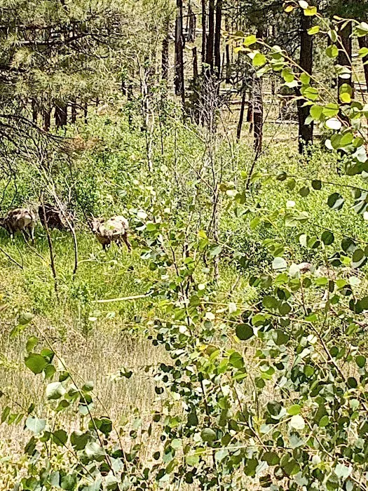 East Fork Recreation Area 5