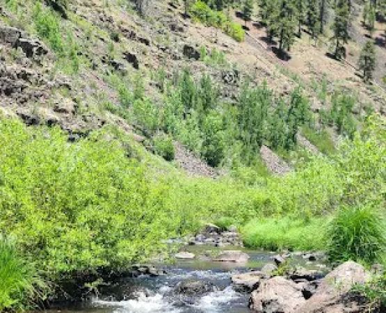 Raccoon Campground (recgovnpsdata)