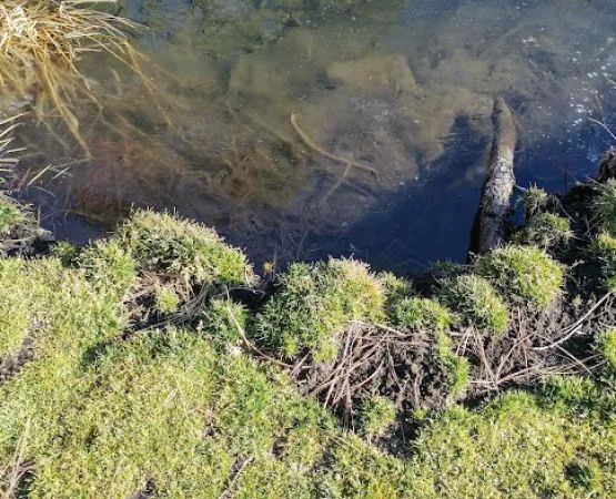 Deer Creek Campground (recgovnpsdata)