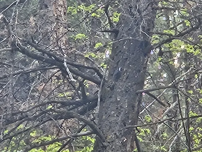 Hodges Campground 0