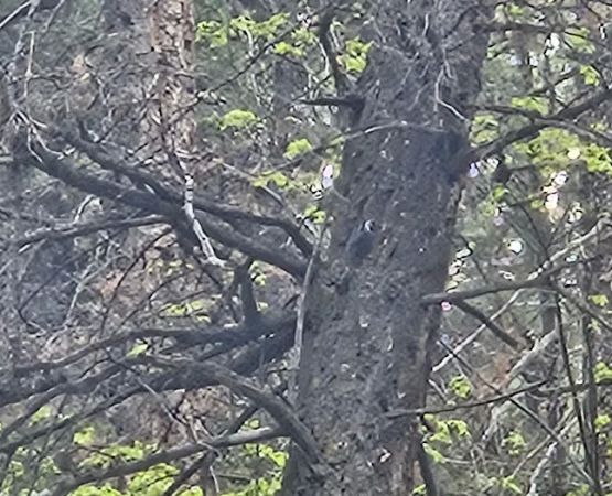Hodges Campground