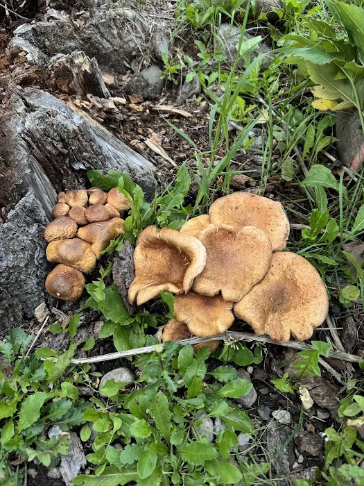 Santa Barbara Campground 3